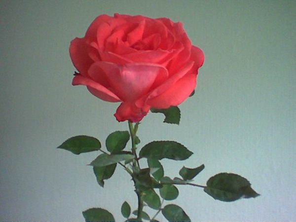 8. März - Weltfrauentag - Zeit für eine Rose