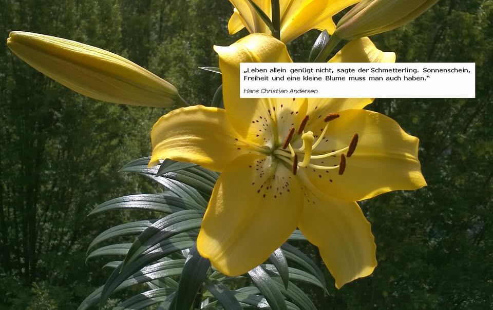 Hans Christian Andersen - Zitat - Schmetterling und Blume