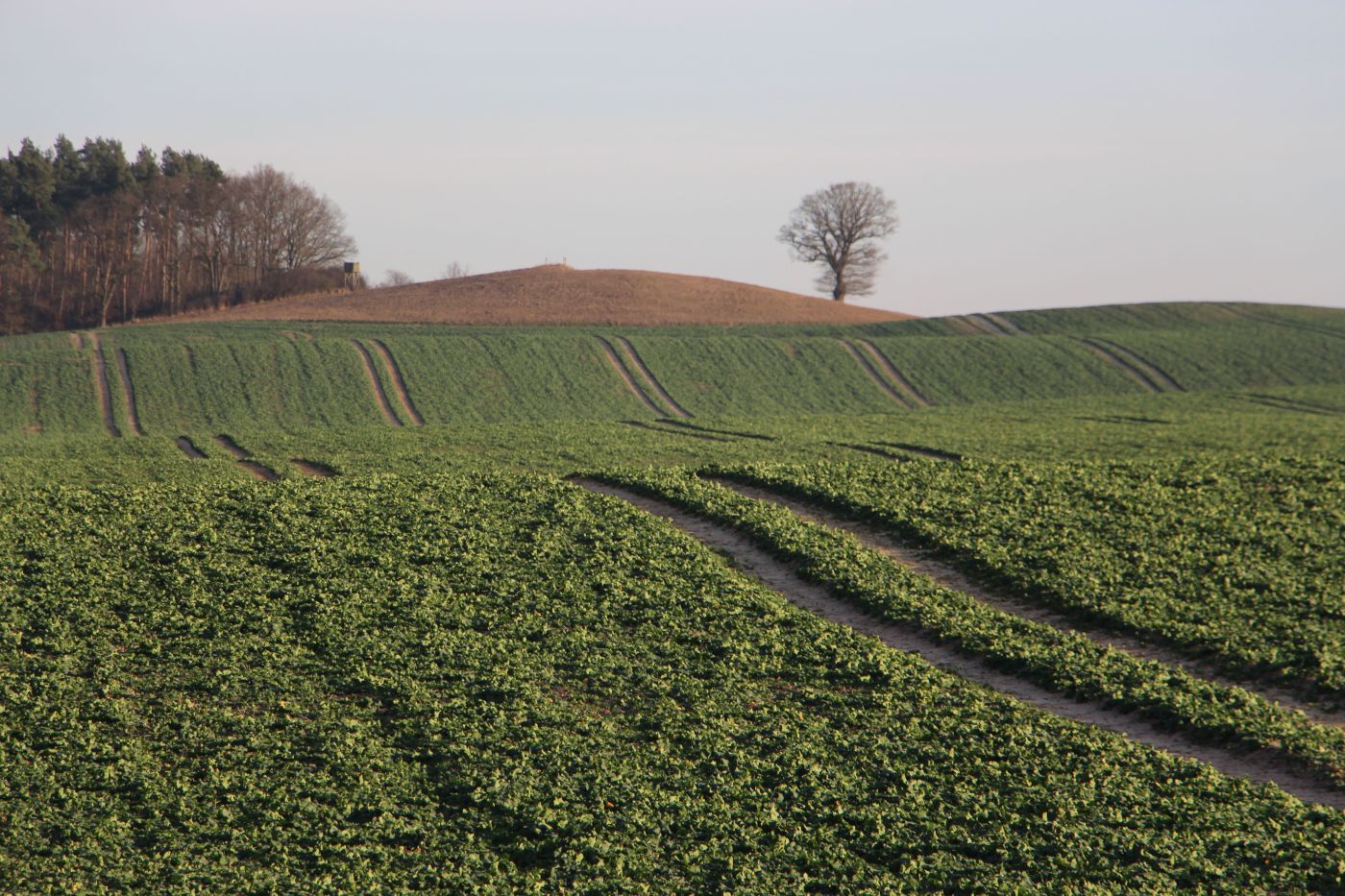 Die Tinko-Eiche am Horizont bei Groß Plasten im Vordergrund ist Feld