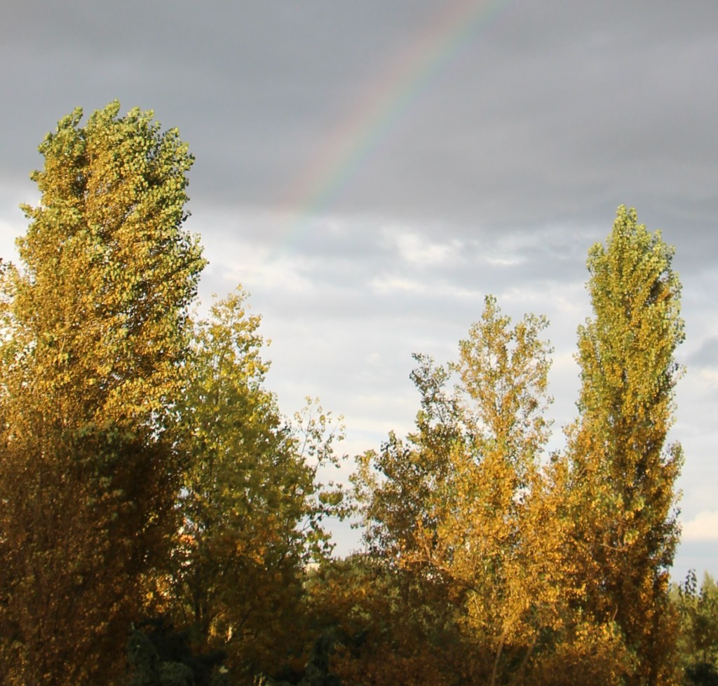 Bäume mit Regenbogen